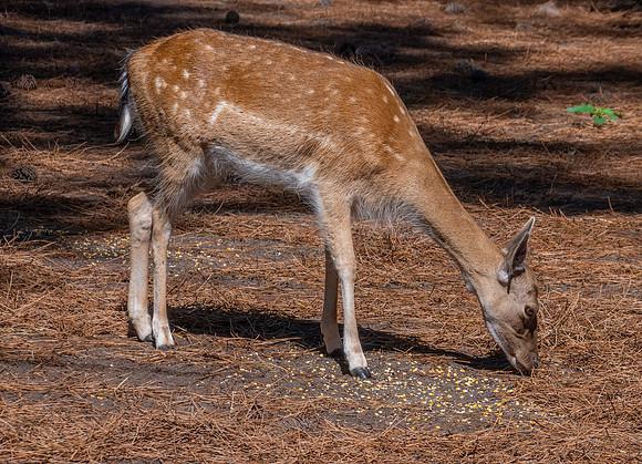Fallow deer
