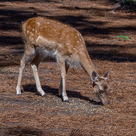 Fallow deer