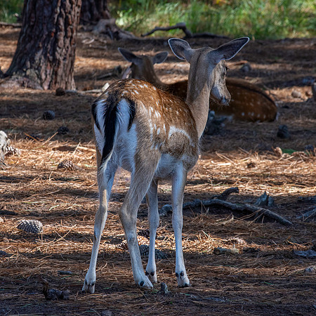 Fallow deer
