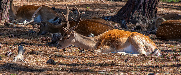 Fallow deer