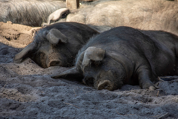 Gascon pig