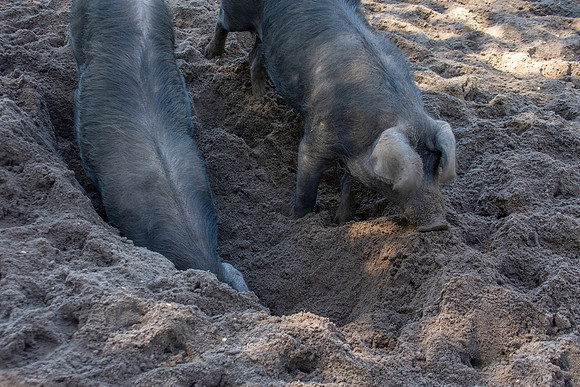 Gascon pig