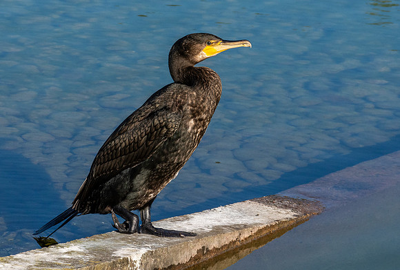 Great cormorant
