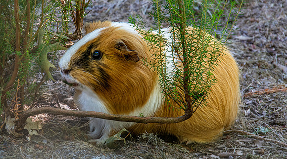 Guinea pig