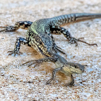 Common wall lizard