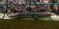 Common wall lizard