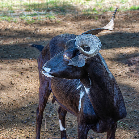 Ibex / Spanish goat