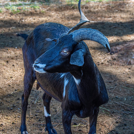Ibex / Spanish goat