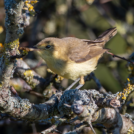 Melodious warbler