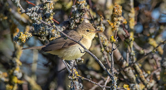 Melodious warbler