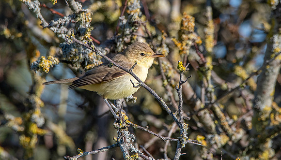 Melodious warbler
