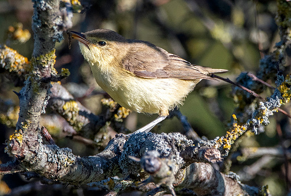 Melodious warbler