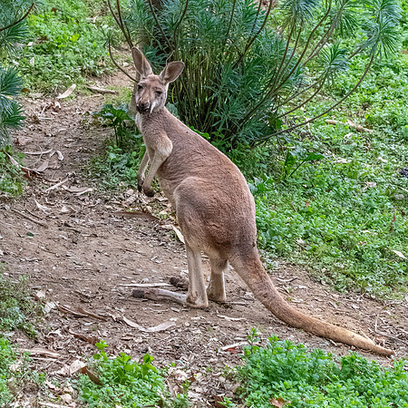 Red kangaroo