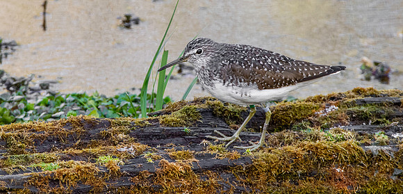 Green sandpiper