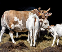 Zebu cattle