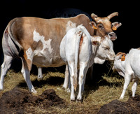 Zebu cattle