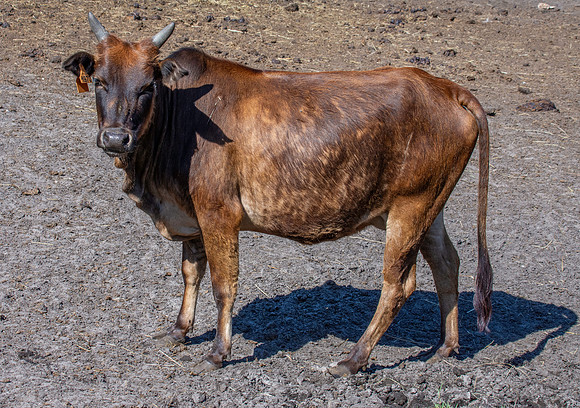 Zebu cattle