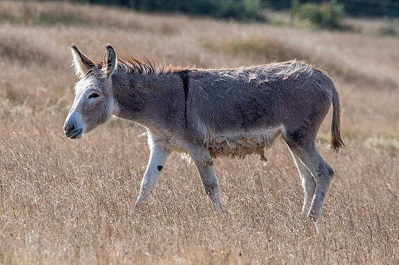 Mule