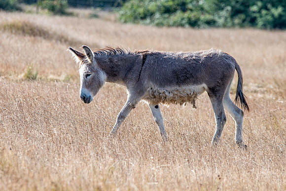 Mule
