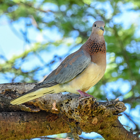 Laughing dove / Little brown dove