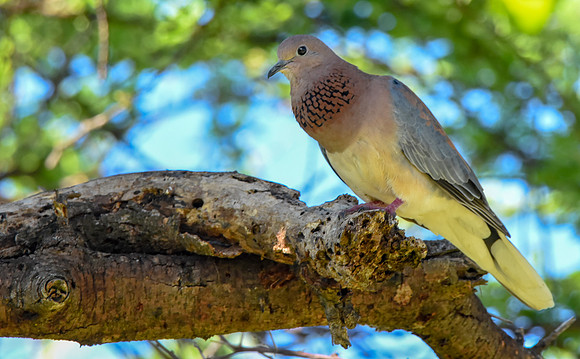 Laughing dove / Little brown dove
