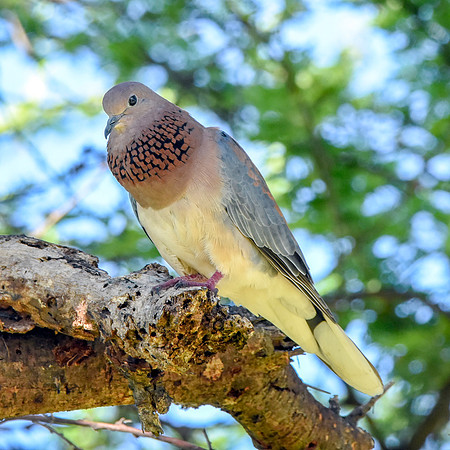 Laughing dove / Little brown dove