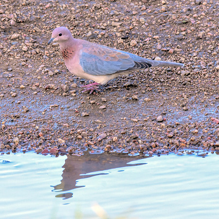 Laughing dove / Little brown dove