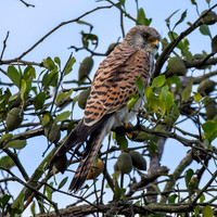 Lesser kestrel