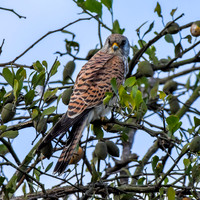Lesser kestrel