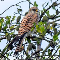 Lesser kestrel