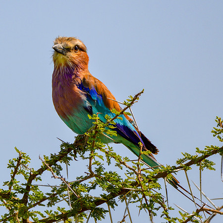 Lilac breasted roller