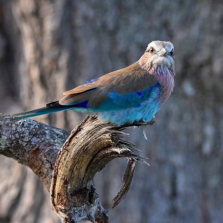 Lilac breasted roller