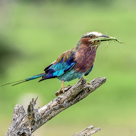 Lilac breasted roller
