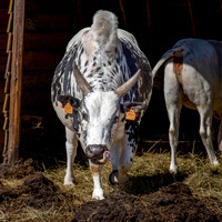 Nguni cattle