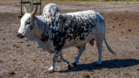 Nguni cattle