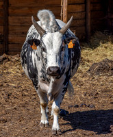 Nguni cattle