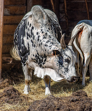 Nguni cattle
