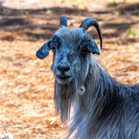 Poitou goat