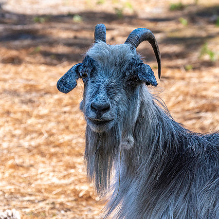 Poitou goat