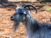 Poitou goat