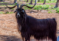Poitou goat