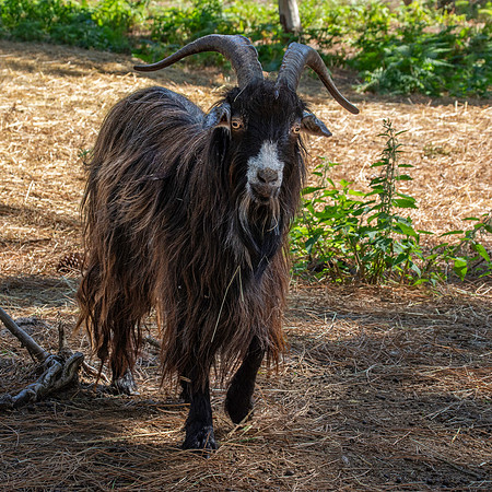 Poitou goat