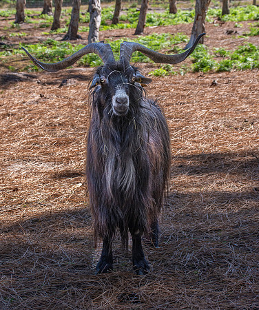 Poitou goat