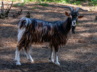 Poitou goat
