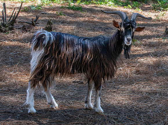 Poitou goat