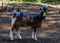 Poitou goat