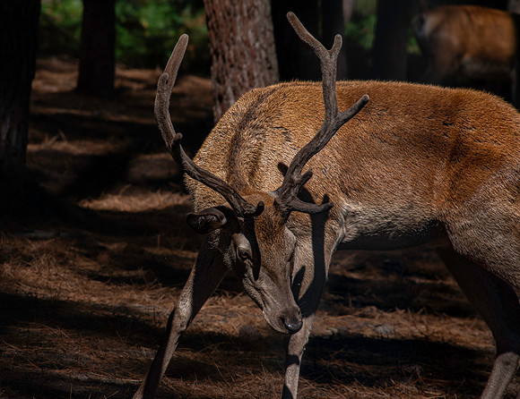 Red deer