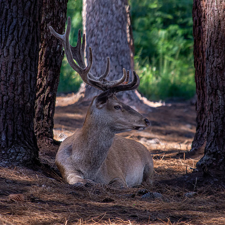 Red deer