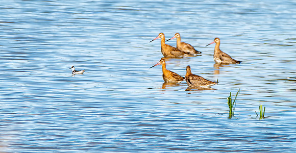 Red-necked phalarope