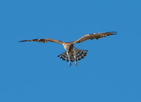Short toed snake eagle